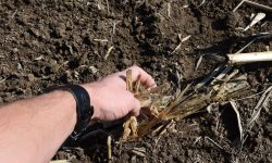 Zerstörter Maisstoppel zur Zünslerbekämpfung